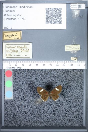 Media type: image;   Entomology 75575